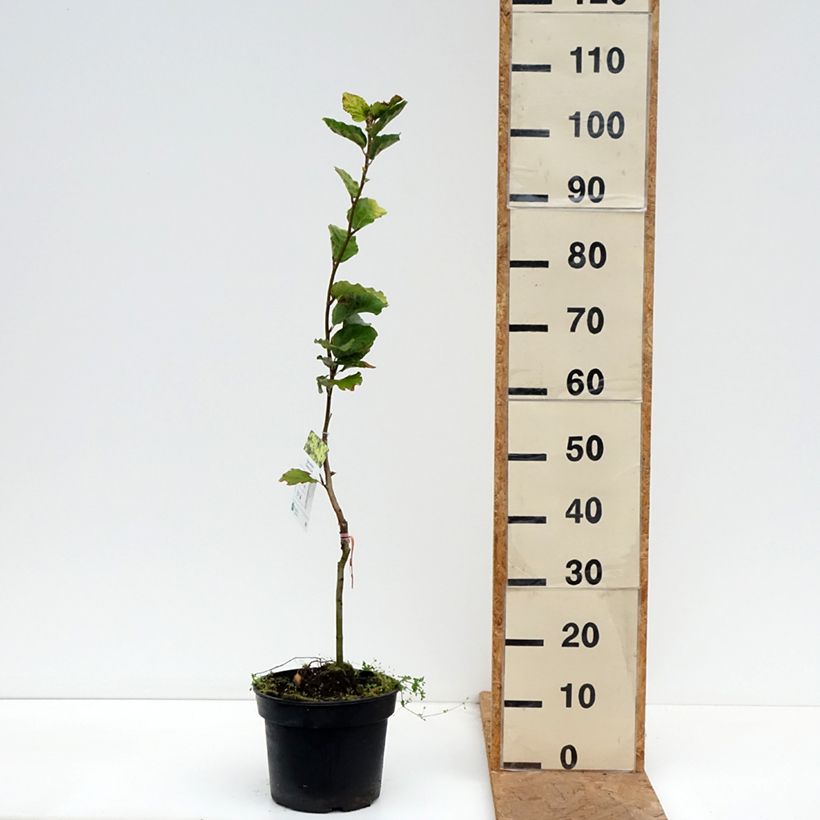 Fagus sylvatica Dawyck Gold - Beech 4L/5L pot sample as delivered in autumn