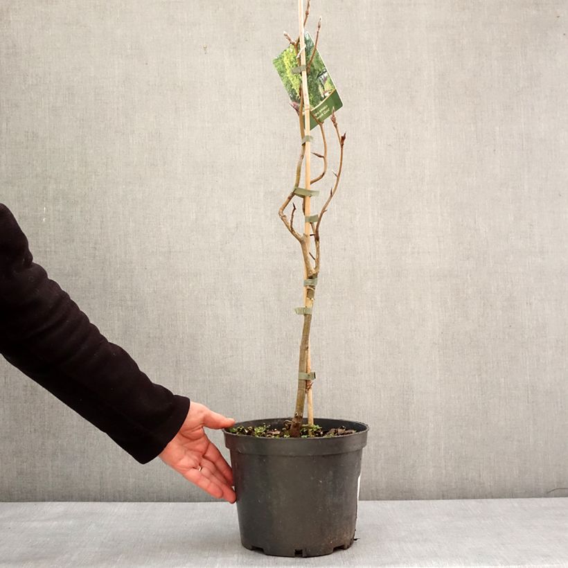 Fagus sylvatica Dawyck Gold - Beech 4L/5L pot sample as delivered in winter