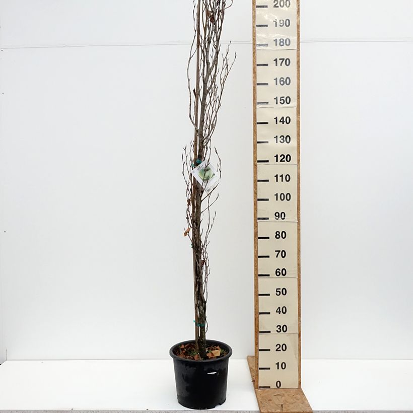 Fagus sylvatica Dawyck Gold - Beech 7.5L/10L pot sample as delivered in autumn