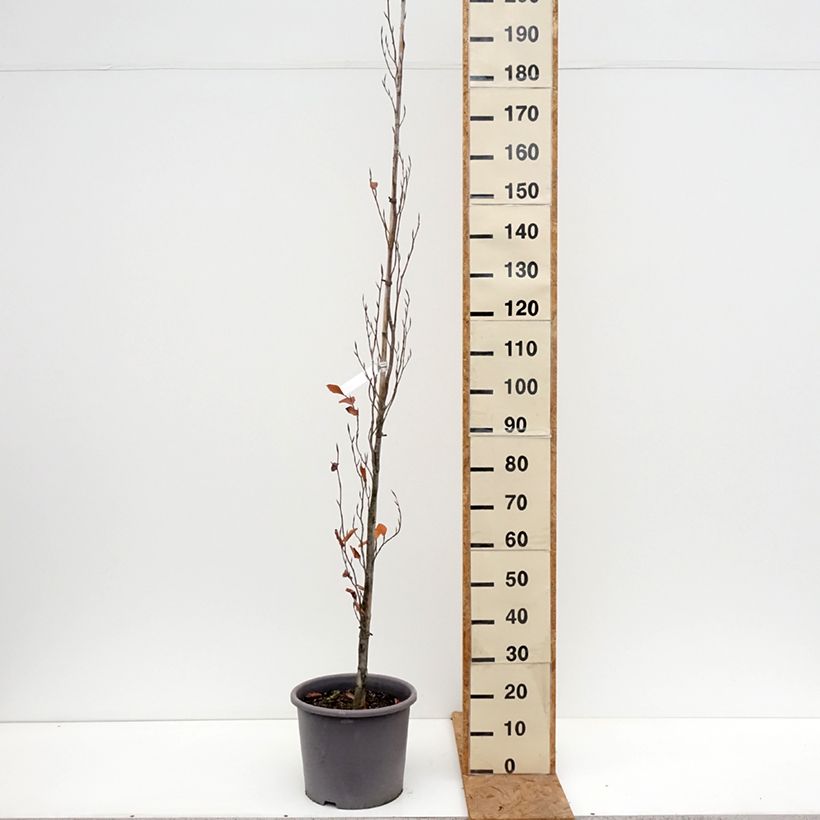 Fagus sylvatica Dawyck Purple - Beech 7.5L/10L pot sample as delivered in autumn