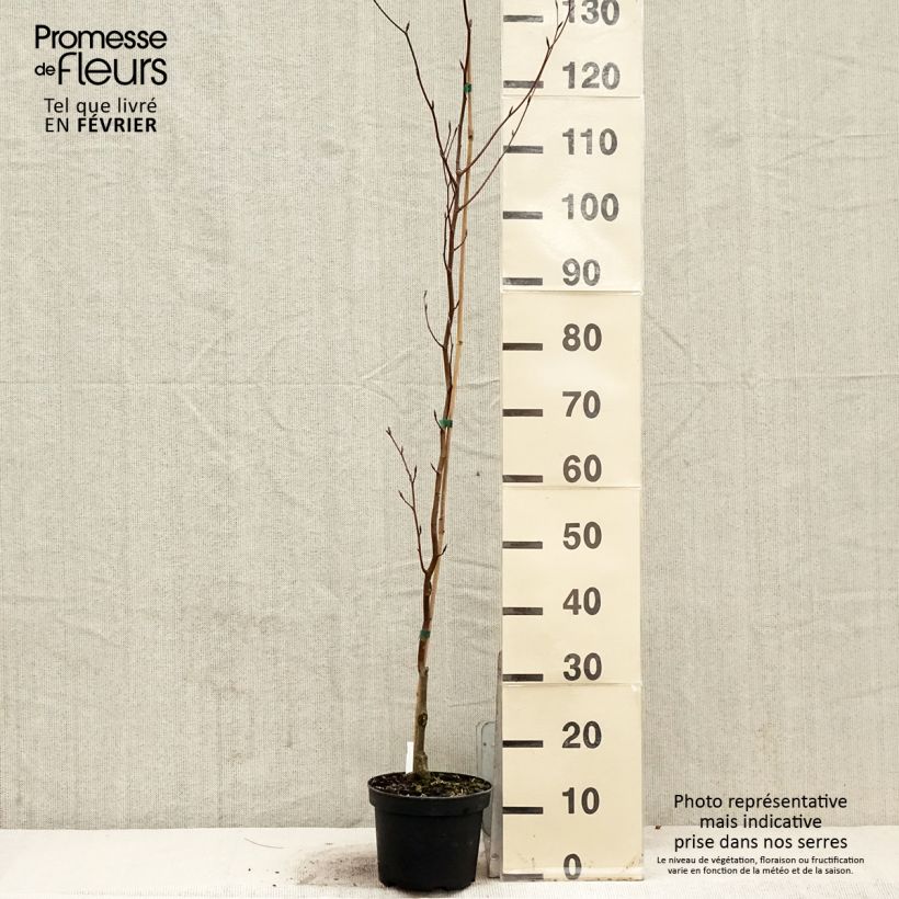 Fagus sylvatica Dawyck Purple - Beech 2L/3L pot sample as delivered in winter