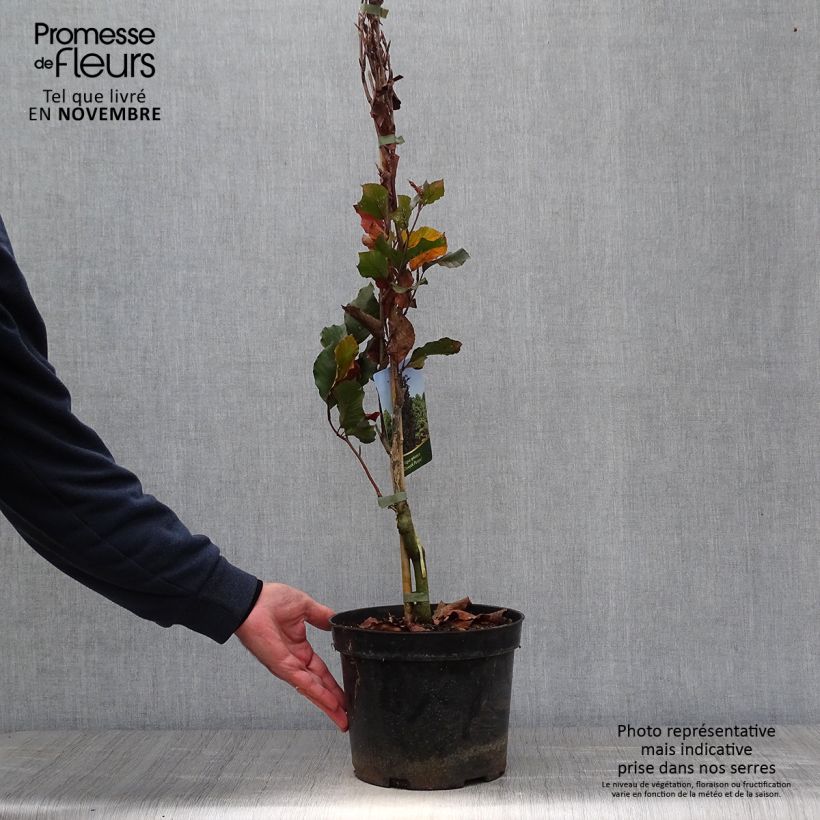 Fagus sylvatica Dawyck Purple - Beech 4L/5L pot sample as delivered in autumn