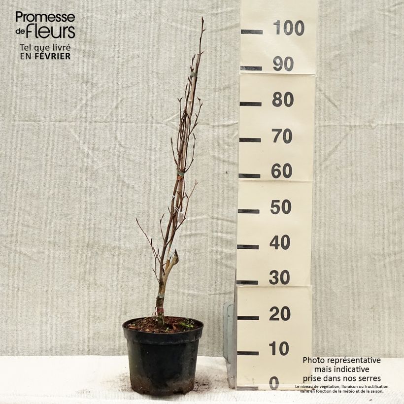 Fagus sylvatica Dawyck Purple - Beech 4L/5L pot sample as delivered in winter