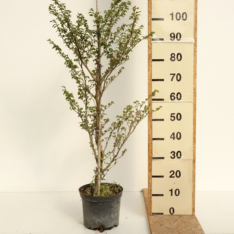 Fagus sylvatica Felderbach 4L/5L pot sample as delivered in summer