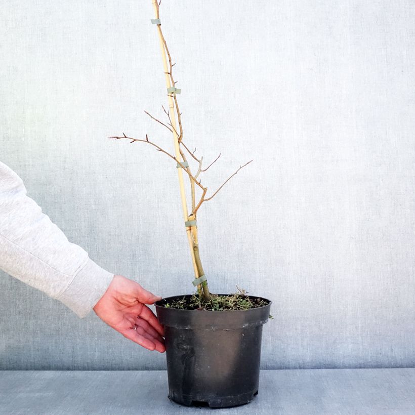 Fagus sylvatica Franken - Beech 4L/5L pot sample as delivered in spring