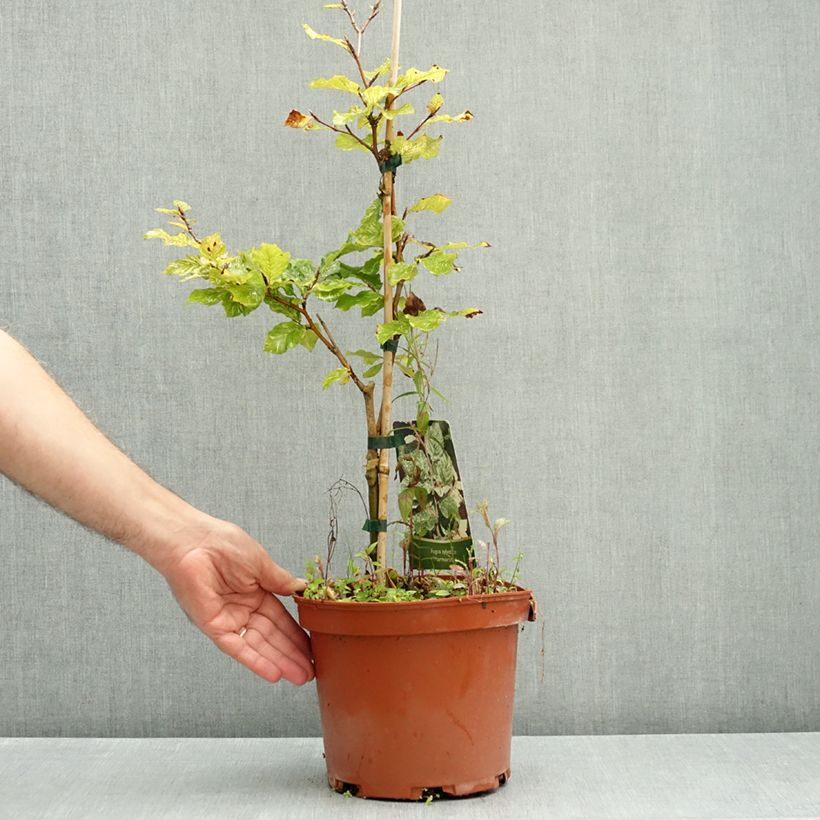 Fagus sylvatica Marmor Star 4L/5L pot sample as delivered in autumn