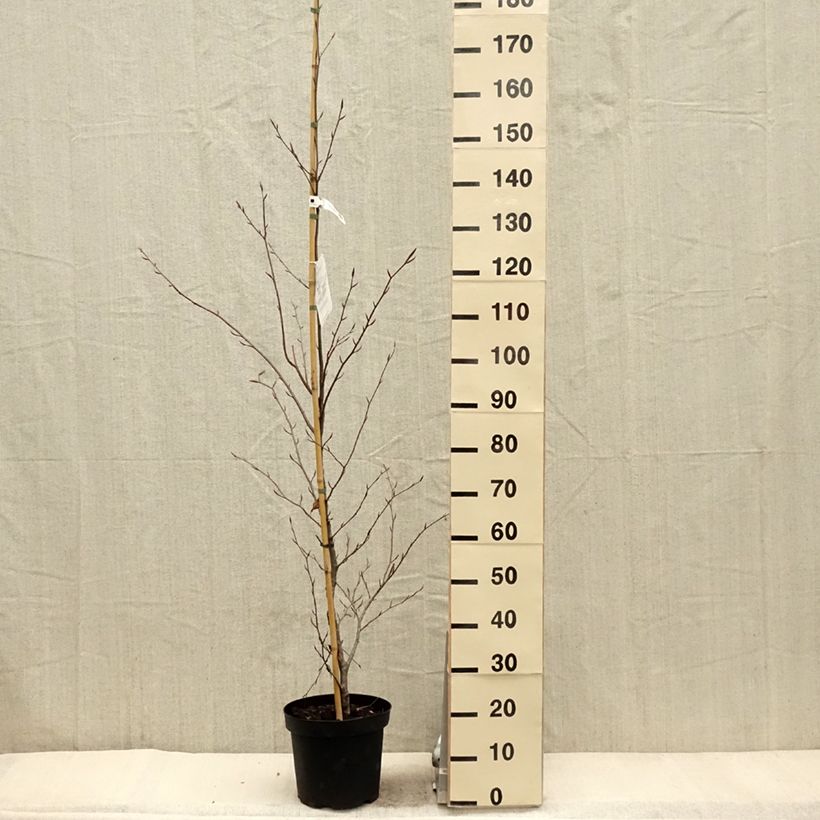 Fagus sylvatica Midnight Feather - Beech 4L/5L pot sample as delivered in spring