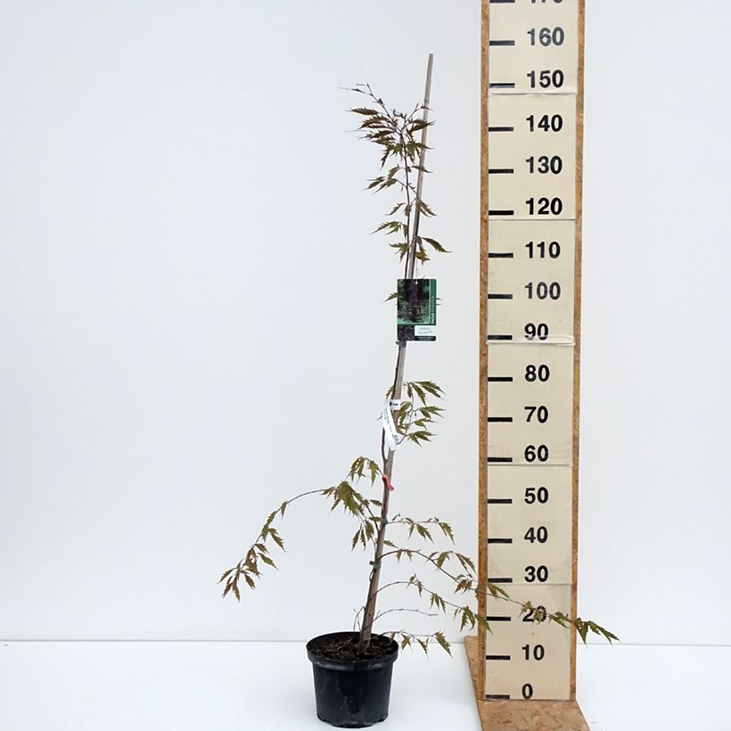 Fagus sylvatica Midnight Feather - Beech 4L/5L pot sample as delivered in summer