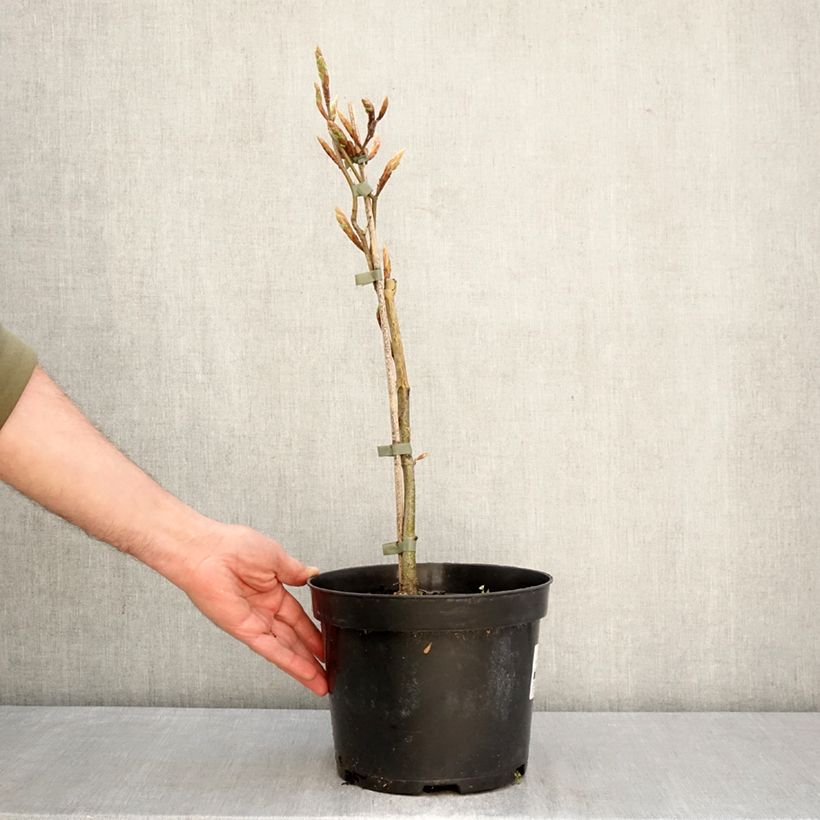 Fagus sylvatica Rohan Gold - Beech 4L/5L pot sample as delivered in spring