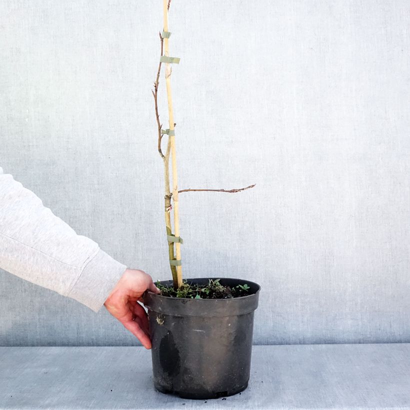 Fagus sylvatica Rohan Green Weeping 4L/5L pot, Standard sample as delivered in spring