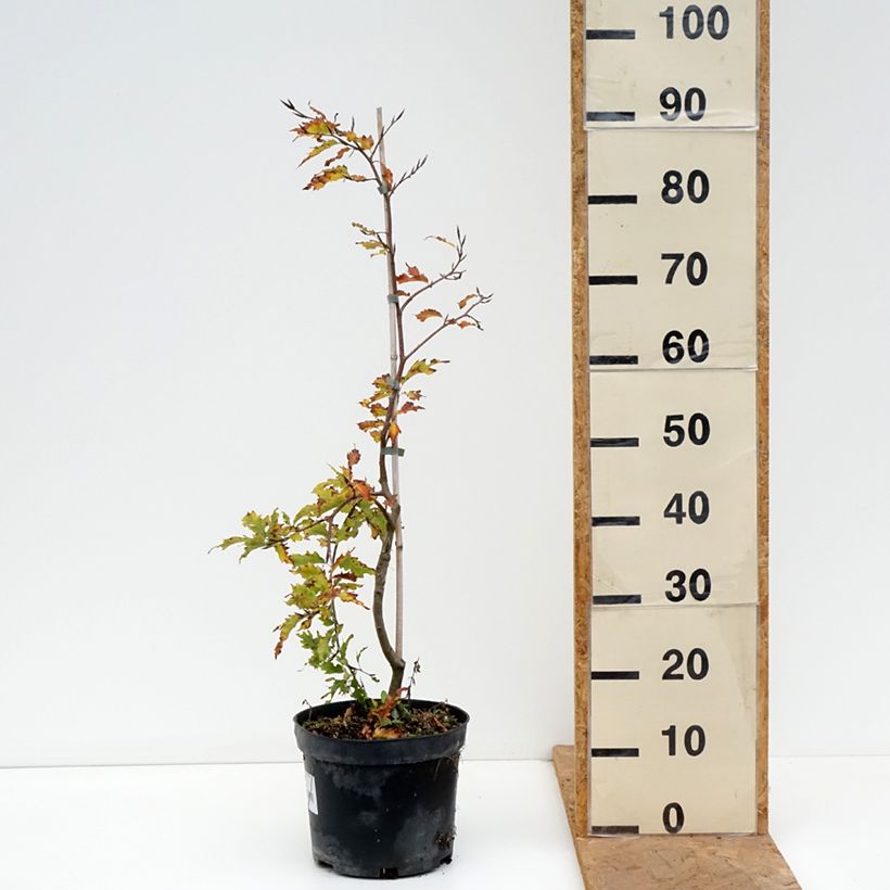 Fagus sylvatica Rohan Green Weeping 4L/5L pot sample as delivered in autumn