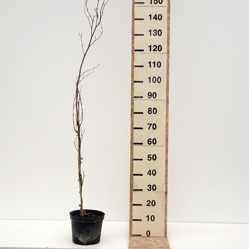 Fagus sylvatica Rohan Minaret 4L/5L pot sample as delivered in winter