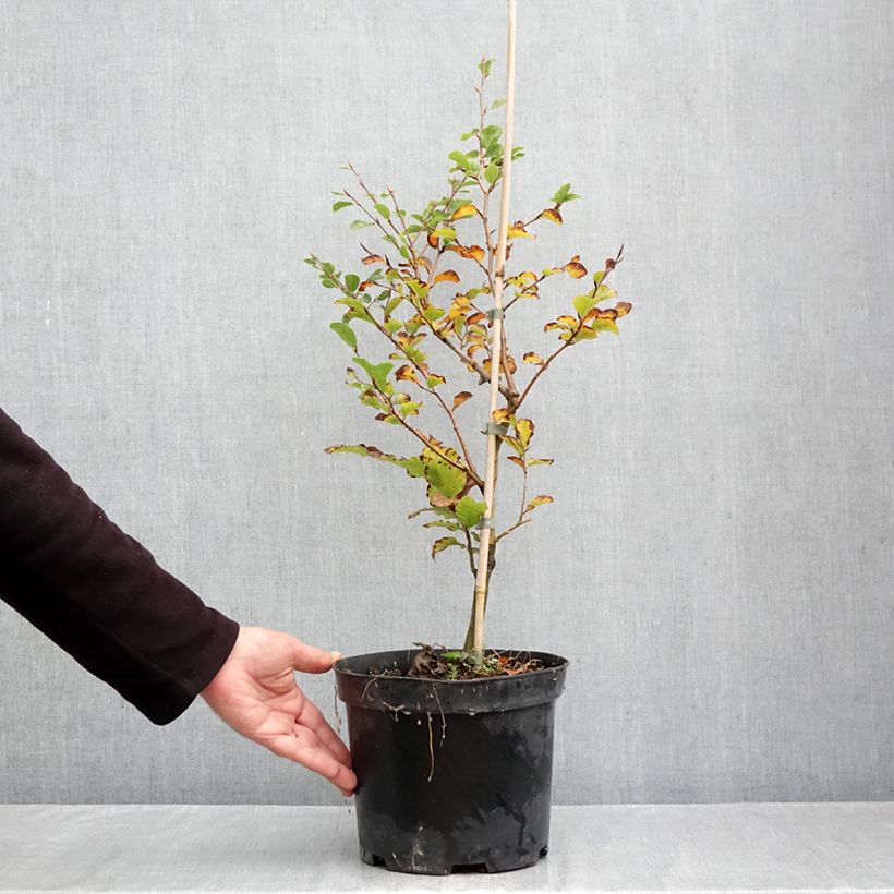 Fagus sylvatica Skrzat 4L/5L pot sample as delivered in autumn