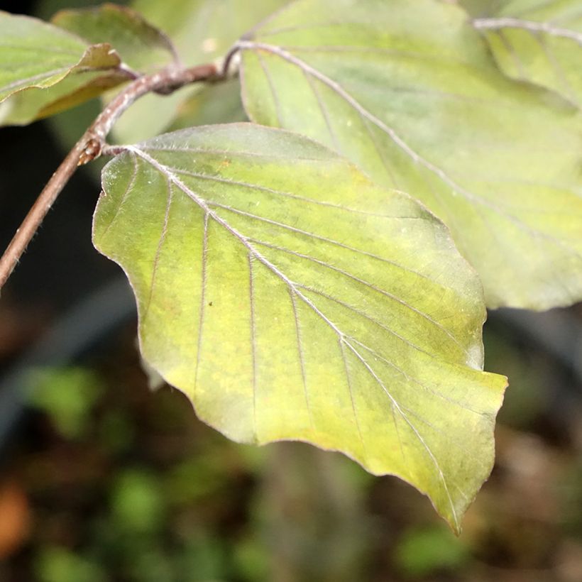 Fagus sylvatica Swat Magret (Foliage)