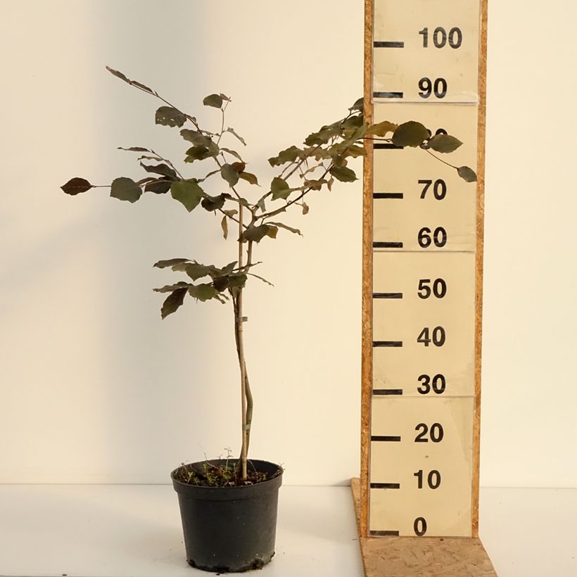 Fagus sylvatica Swat Magret 4L/5L pot sample as delivered in summer