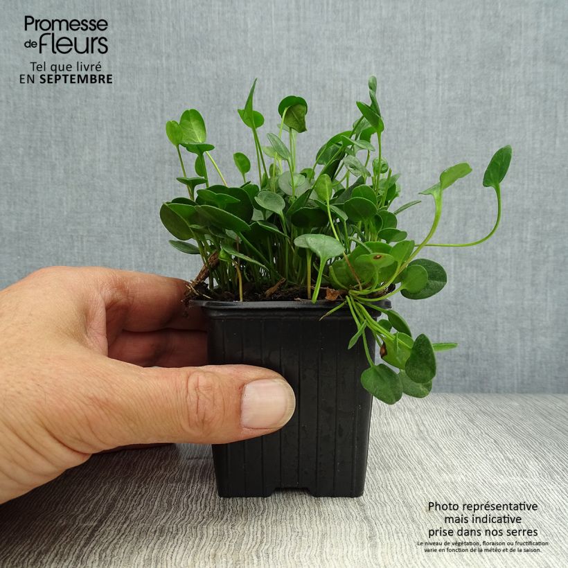 Falkia repens 8/9 cm pot sample as delivered in autumn