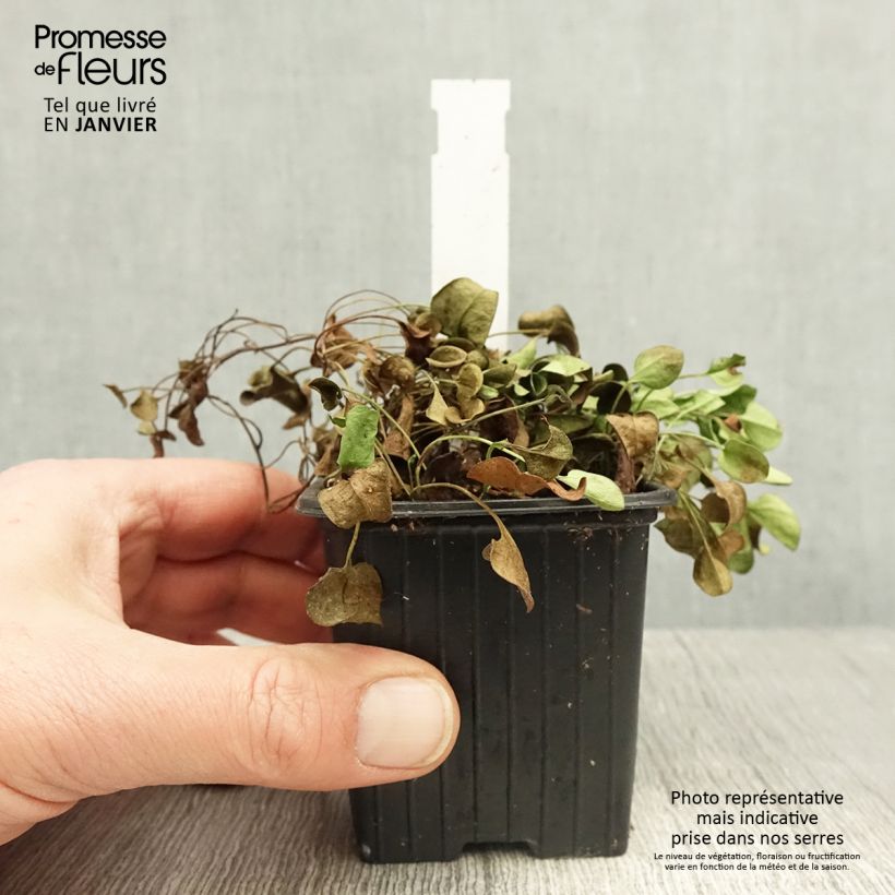 Falkia repens 8/9 cm pot sample as delivered in winter