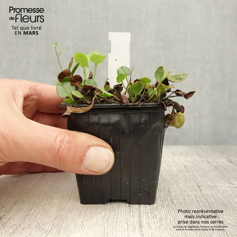 Falkia repens 8/9 cm pot sample as delivered in spring