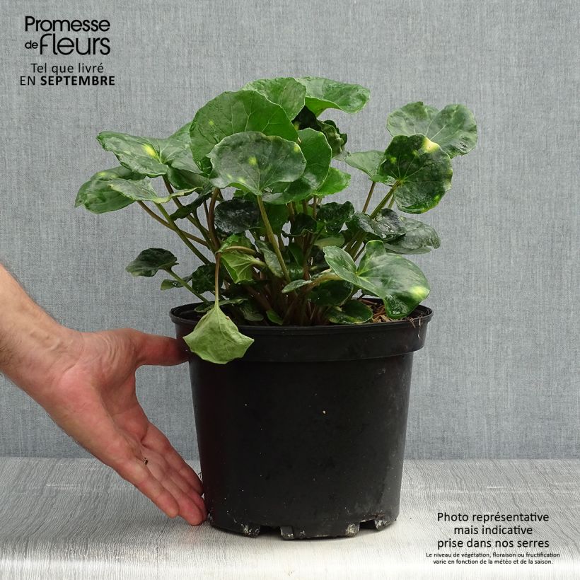 Farfugium japonicum Aureomaculatum 3L/4L pot sample as delivered in autumn