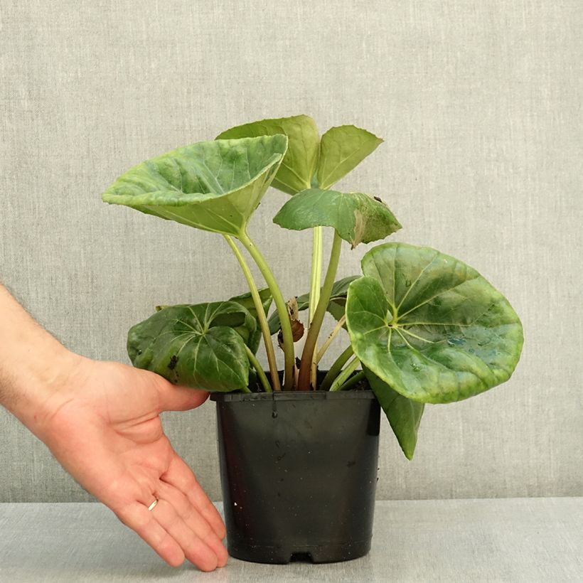 Farfugium japonicum Gigantea 2L/3L pot sample as delivered in summer