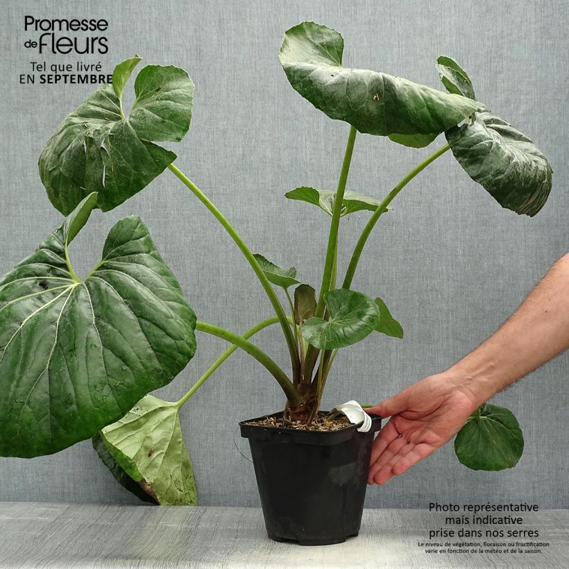 Farfugium japonicum Gigantea 3L/4L pot sample as delivered in autumn