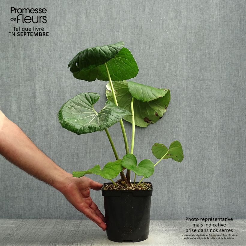 Farfugium japonicum 3L/4L pot sample as delivered in autumn