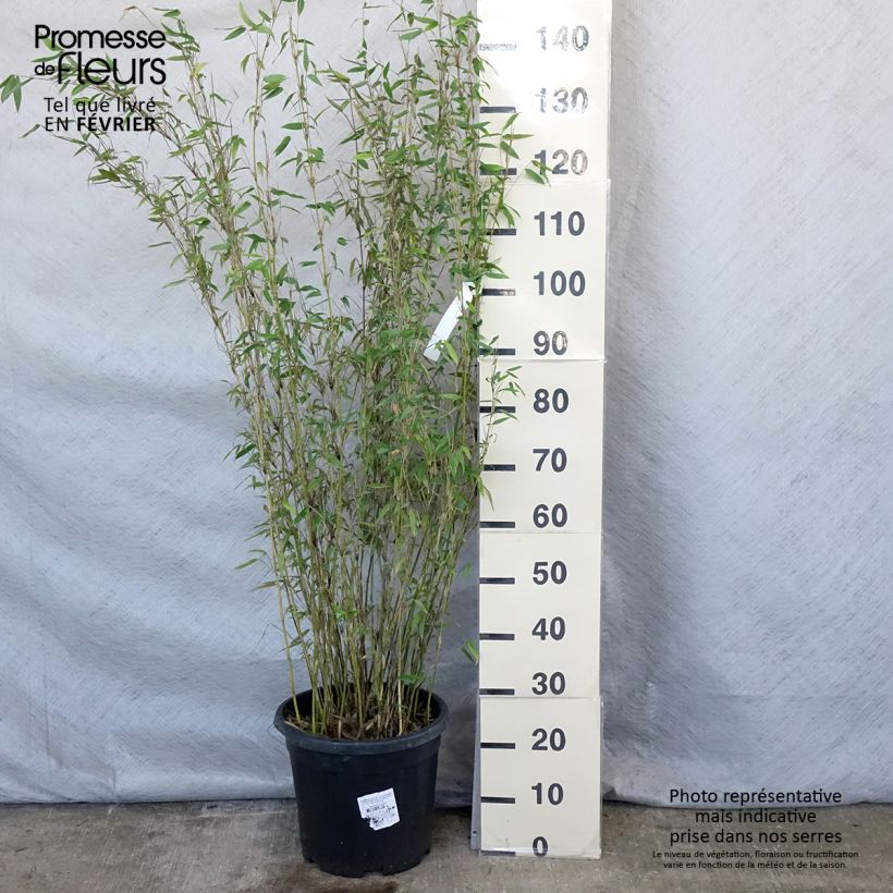 Fargesia denudata Lancaster 1 7.5L/10L pot sample as delivered in winter
