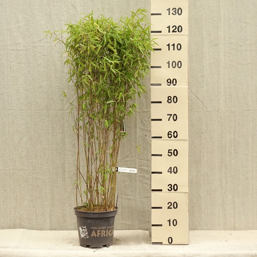 Fargesia Malachite Monkeys - Non-running bamboo 7.5L/10L pot sample as delivered in summer