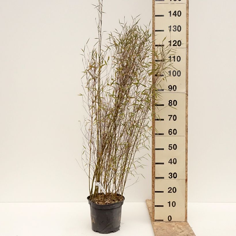 Fargesia Malachite Monkeys - Non-running bamboo 7.5L/10L pot sample as delivered in winter