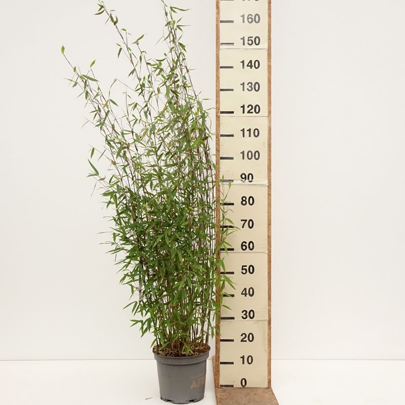 Fargesia Malachite Monkeys - Non-running bamboo 7.5L/10L pot sample as delivered in spring