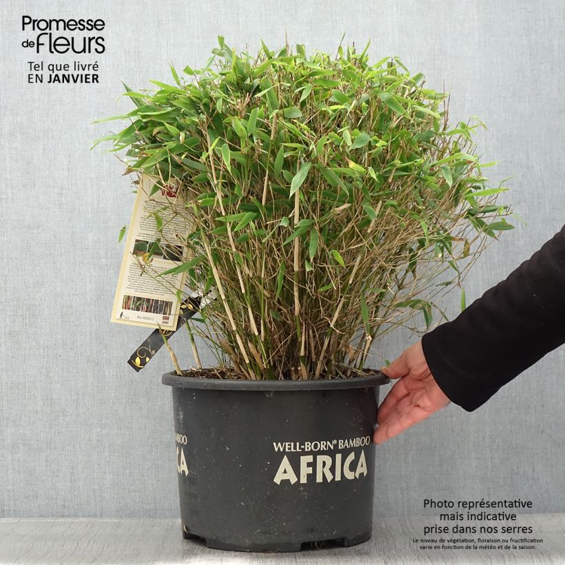 Fargesia Moontears 7.5L/10L pot sample as delivered in winter