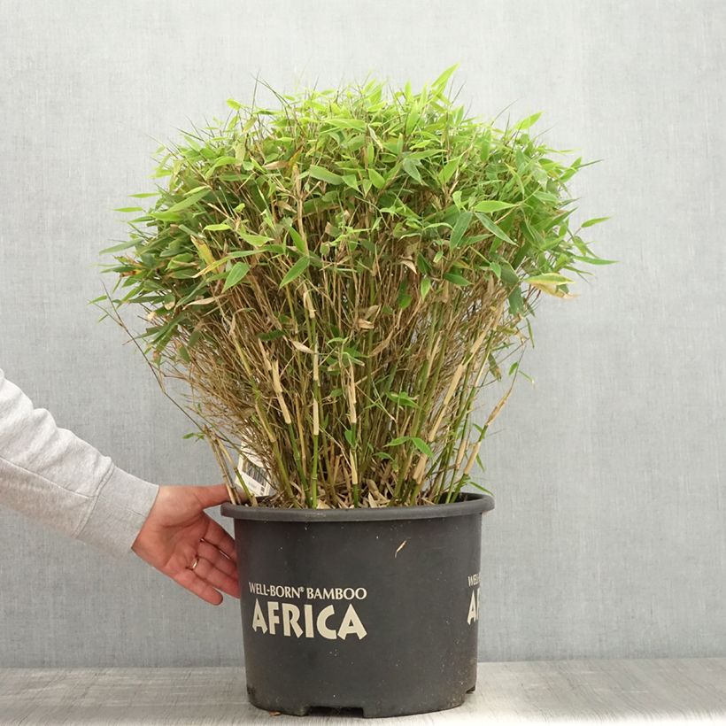 Fargesia Moontears 7.5L/10L pot, Mehrstämmiges Gehölz sample as delivered in spring