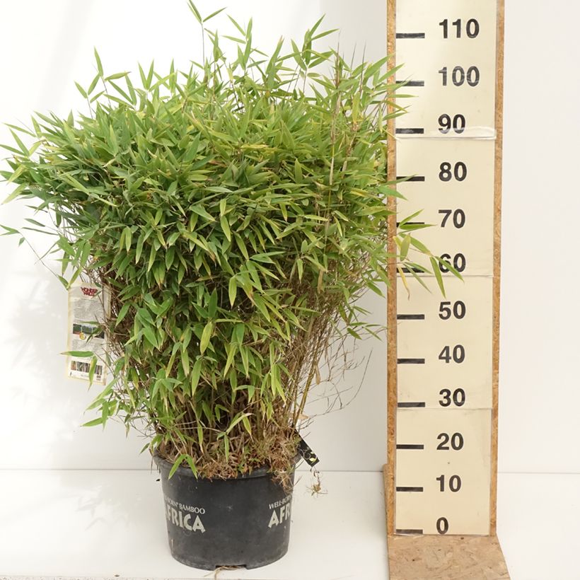 Fargesia Moontears 7.5L/10L pot sample as delivered in summer