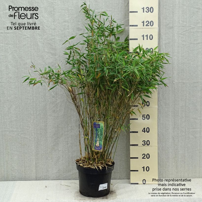 Fargesia murielae Dino - Non-running bamboo 7.5L/10L pot sample as delivered in autumn