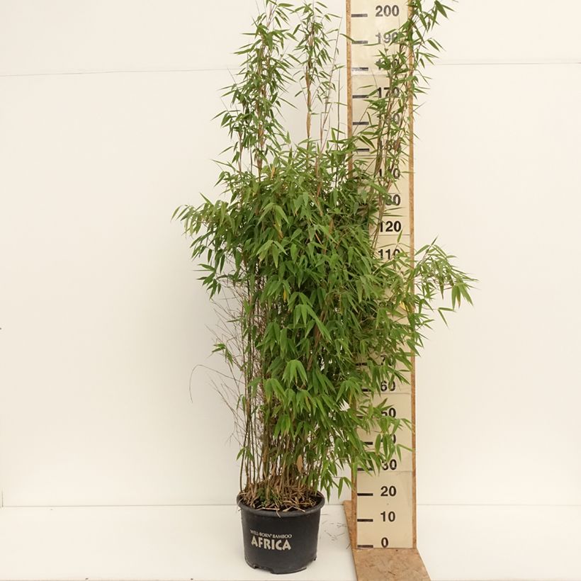 Fargesia murielae Ivory Ibis - Non-running bamboo 7.5L/10L pot sample as delivered in summer