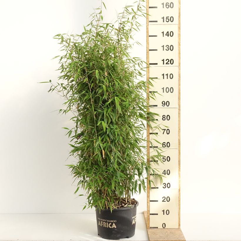 Fargesia murielae Ivory Ibis - Non-running bamboo 7.5L/10L pot sample as delivered in spring