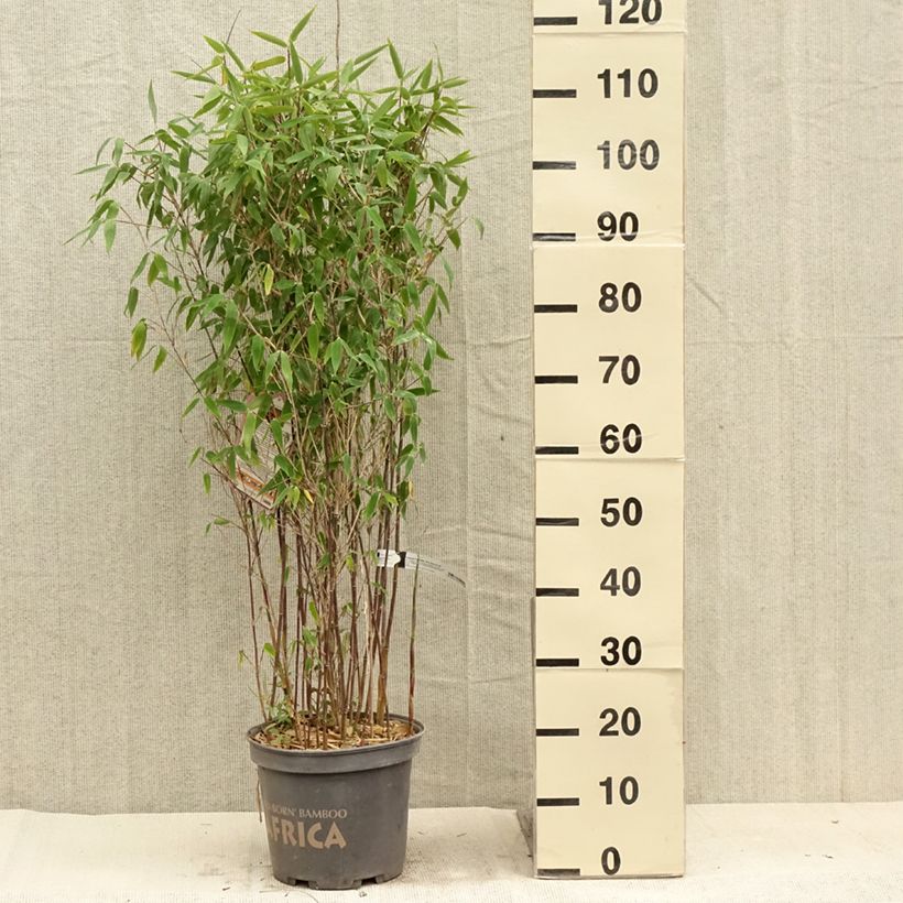 Fargesia murielae Red Zebra - Non-running bamboo 7.5L/10L pot sample as delivered in summer