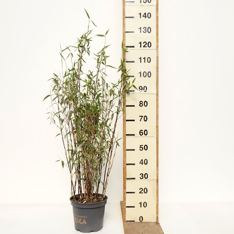 Fargesia murielae Red Zebra - Non-running bamboo 7.5L/10L pot sample as delivered in spring
