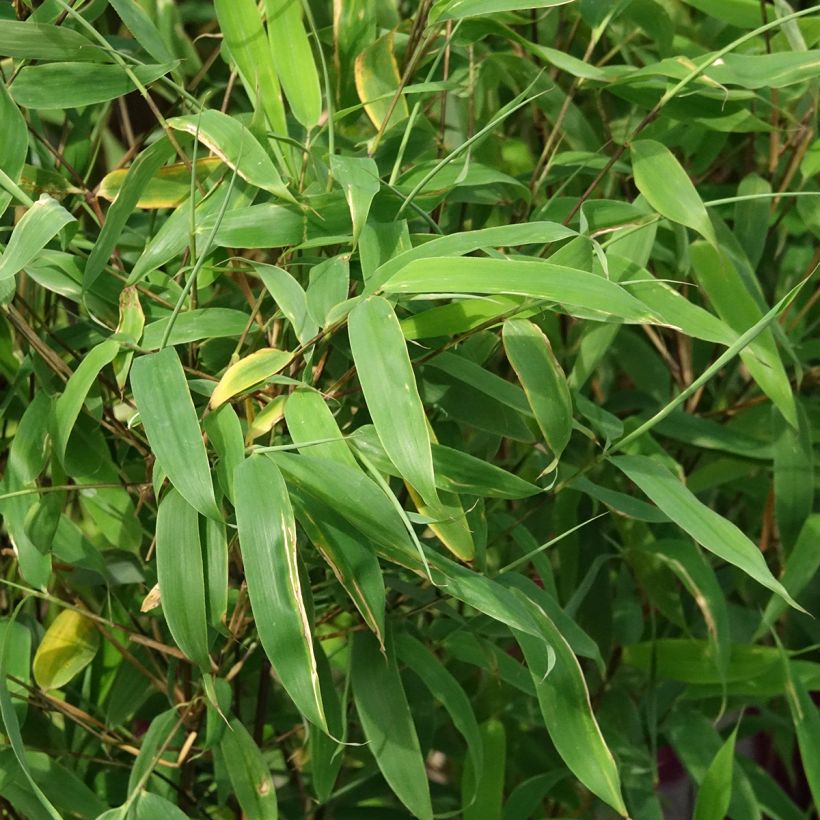 Fargesia murielae Violet Woods  - Non-running bamboo (Foliage)