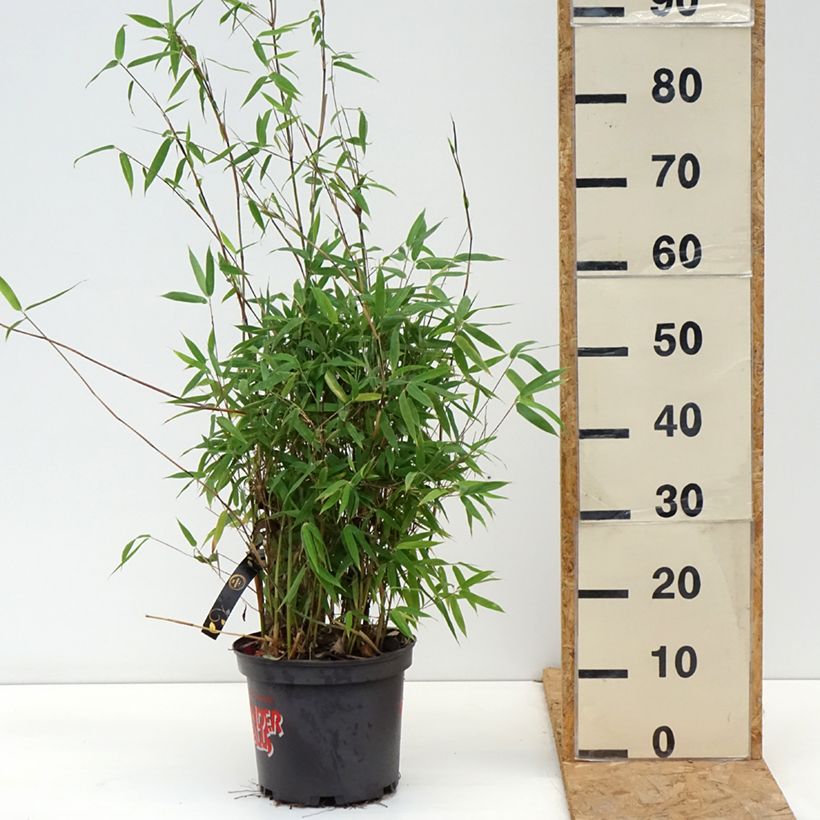 Fargesia murielae Violet Woods  - Non-running bamboo 4L/5L pot sample as delivered in autumn