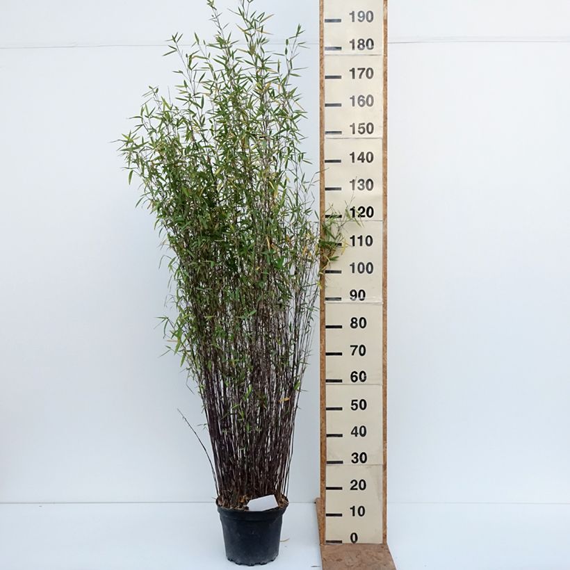 Fargesia nitida Gansu 7.5L/10L pot sample as delivered in autumn