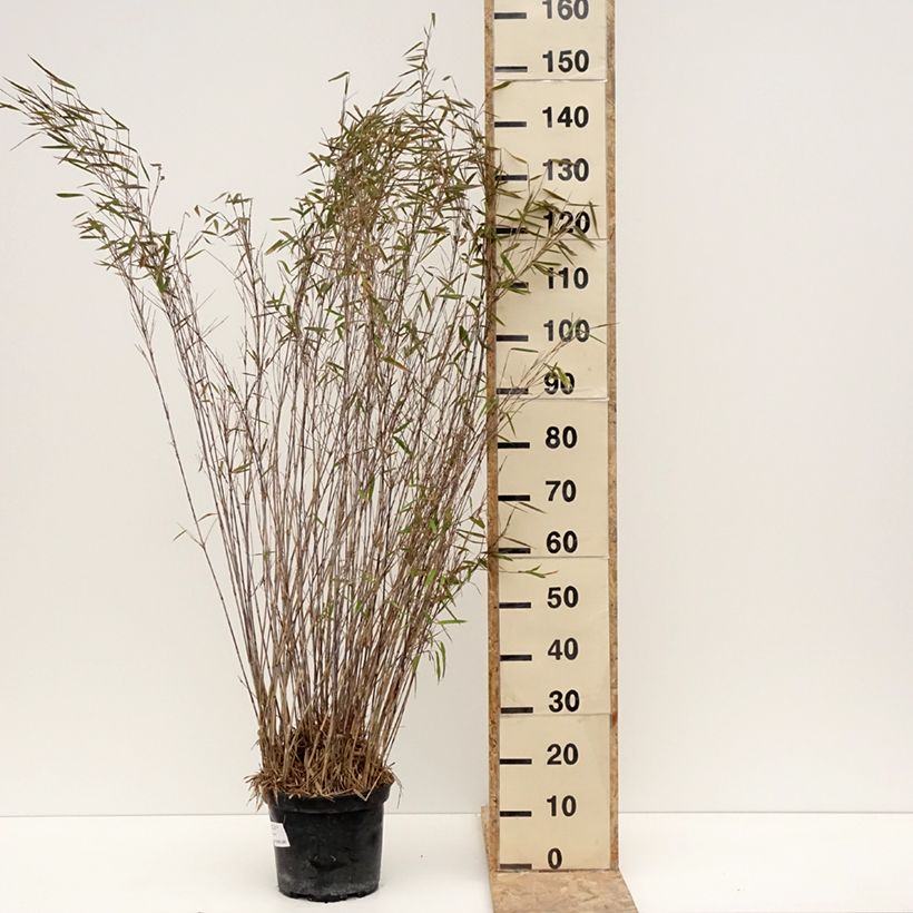 Fargesia nitida Gansu 7.5L/10L pot sample as delivered in winter