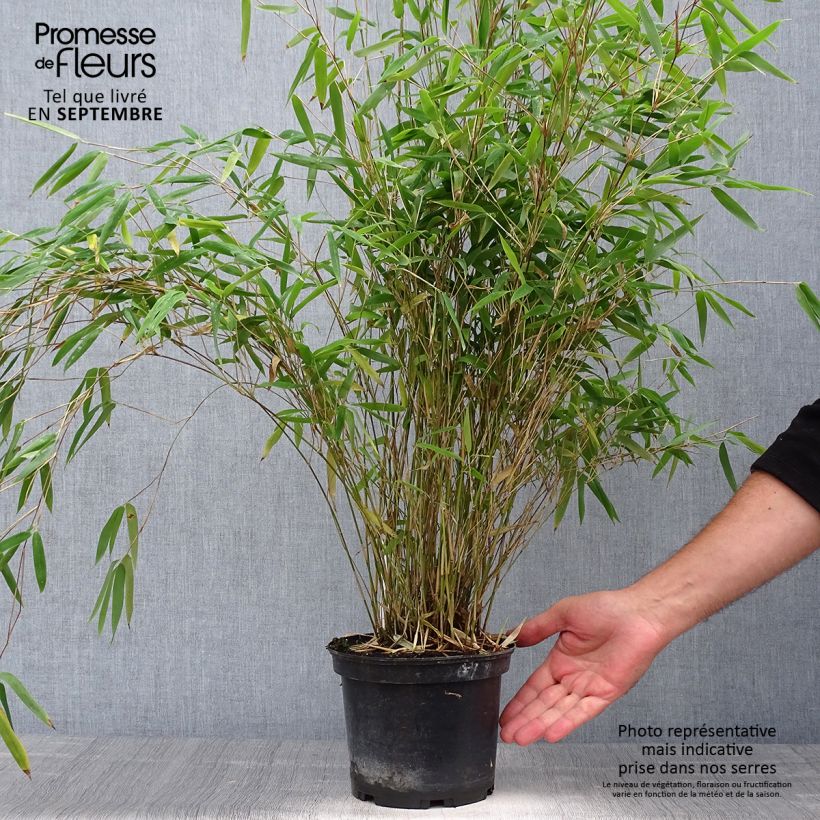 Fargesia nitida Obelisk - Non-running Bamboo 2L/3L pot sample as delivered in autumn