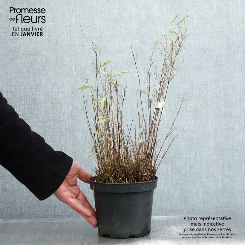 Fargesia nitida Red Dragon - Non-running bamboo 2L/3L pot sample as delivered in winter