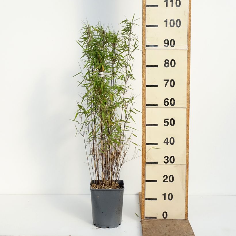 Fargesia nitida Trifina Black 4L/5L pot sample as delivered in spring