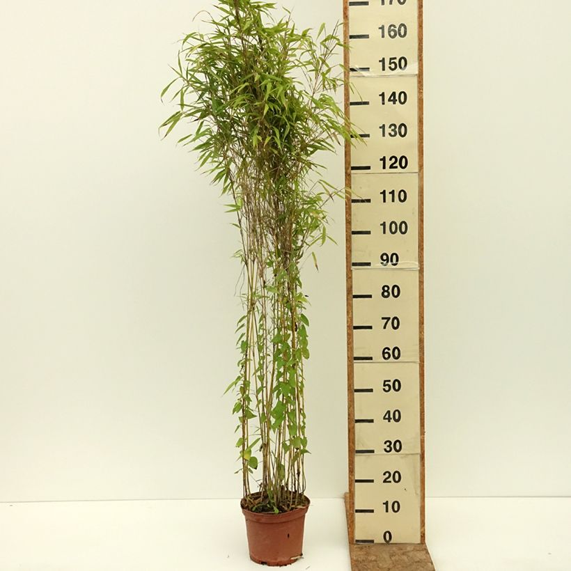 Fargesia robusta Formidable 4L/5L pot sample as delivered in summer