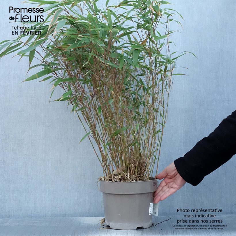 Fargesia robusta Formidable 4L/5L pot sample as delivered in winter