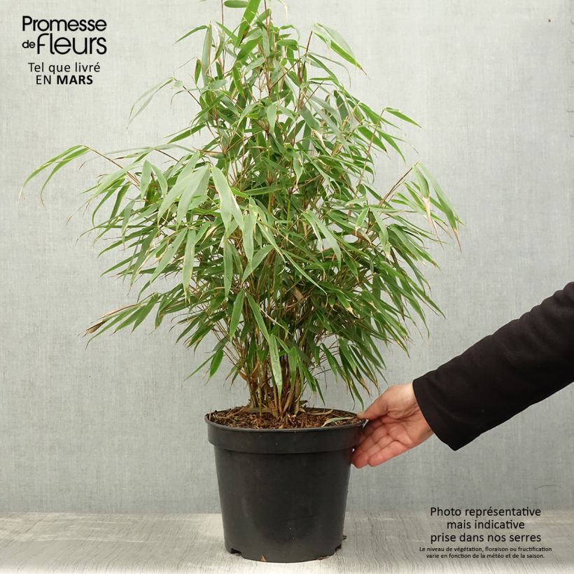 Fargesia robusta Pingwu - Non-running bamboo 2L/3L pot sample as delivered in spring