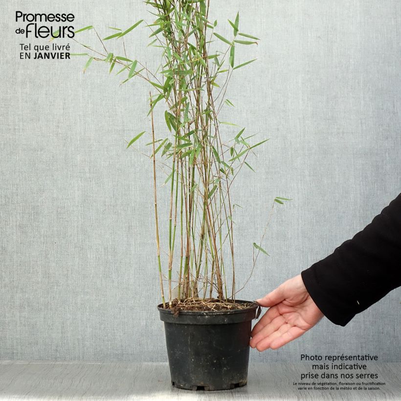 Fargesia Jiuzhaigou Deep Purple 2L/3L pot sample as delivered in winter