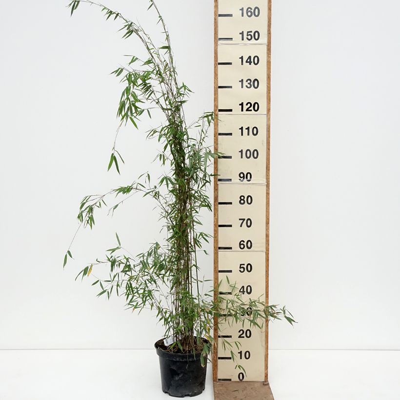 Fargesia Jiuzhaigou Deep Purple 2L/3L pot sample as delivered in spring